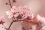 SAKURA ZAMANI KORE & JAPONYA